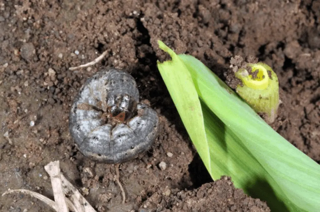 Types Of Worms In Potted Plants