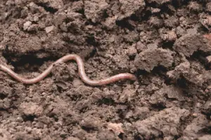 Earthworms