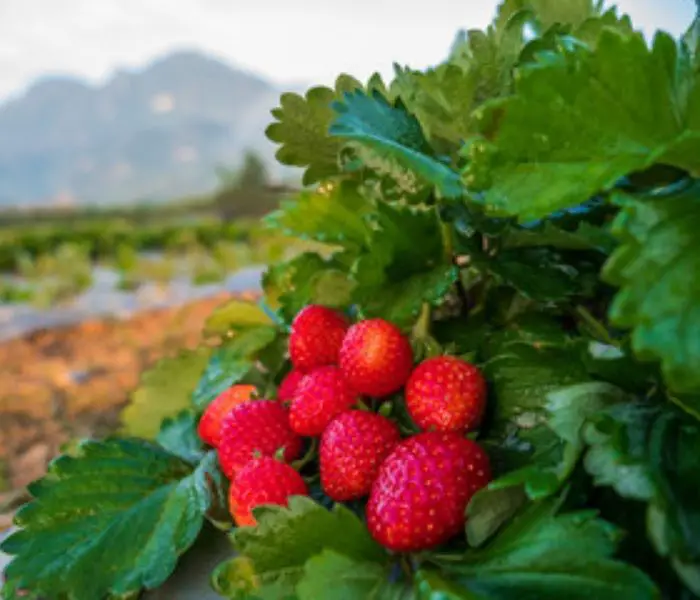 Strawberry Plants Leaves Are Turning Brown