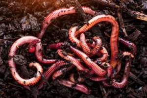 red worms