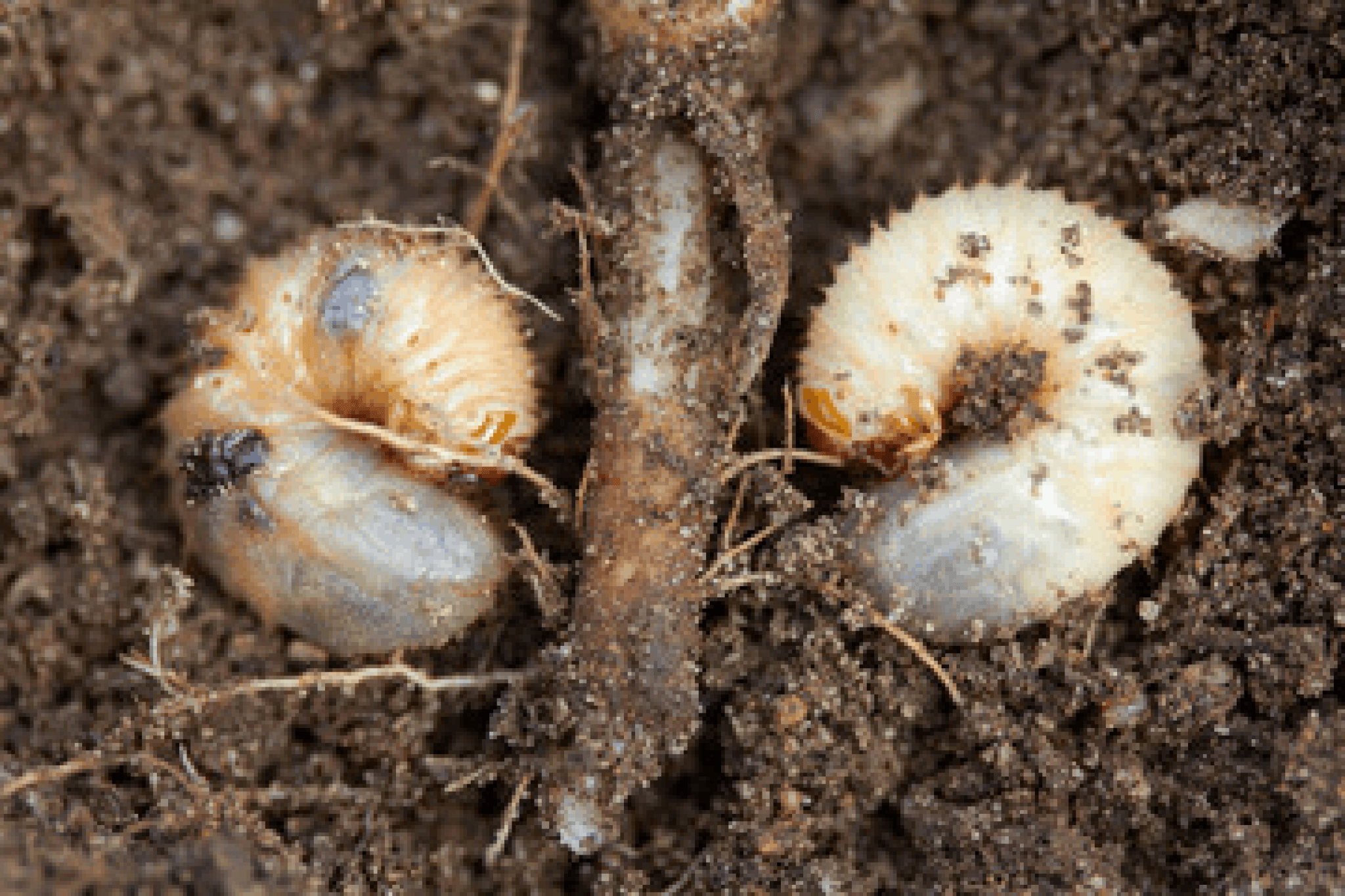 Types of Worms in Potted Plants