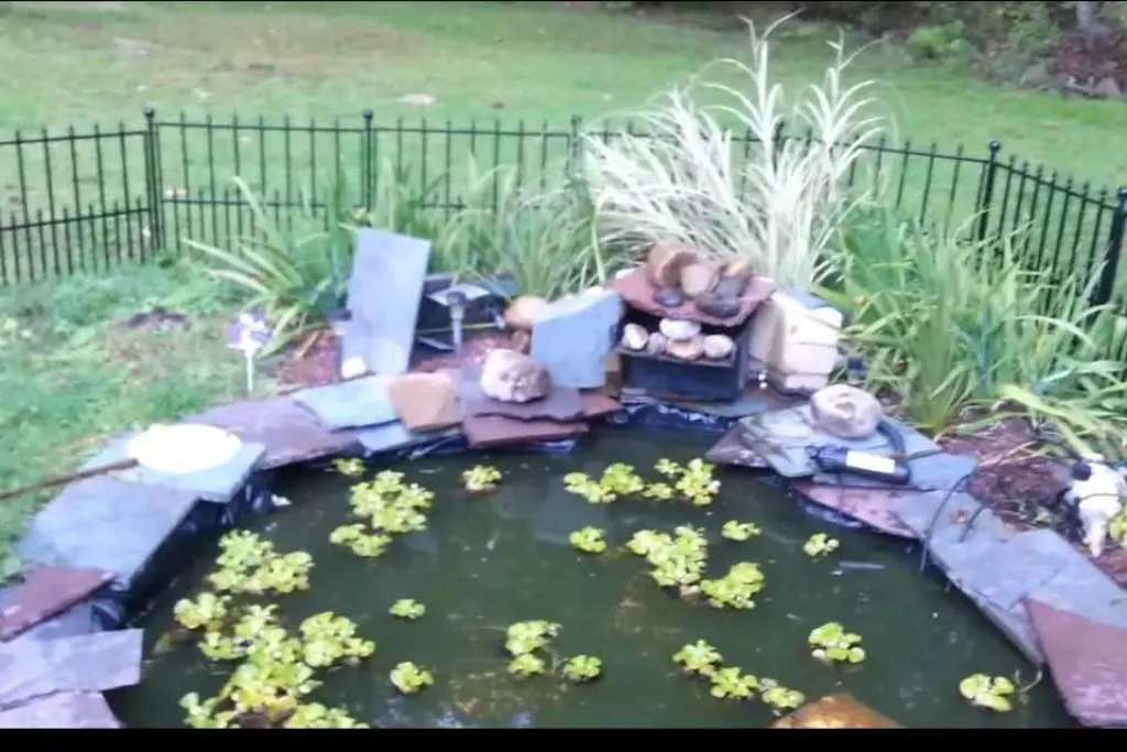 turning pond into swimming pool