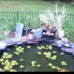 How to Turn A Pond into A Garden