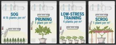 Plants To Grow Per Square Meter