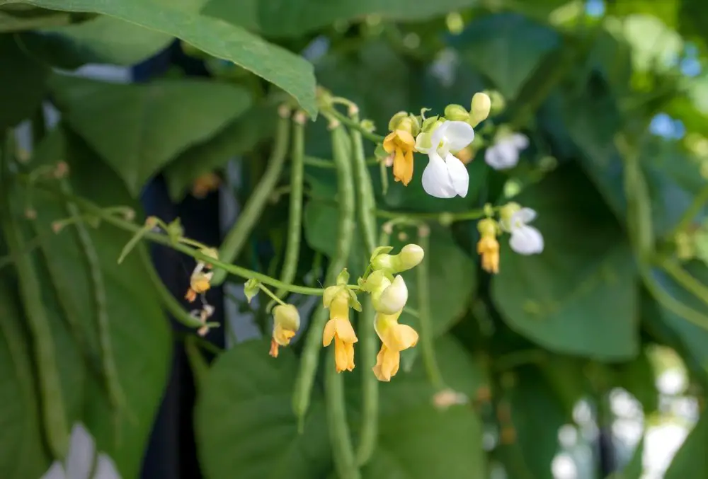 Problems with Blue Lake Pole Beans