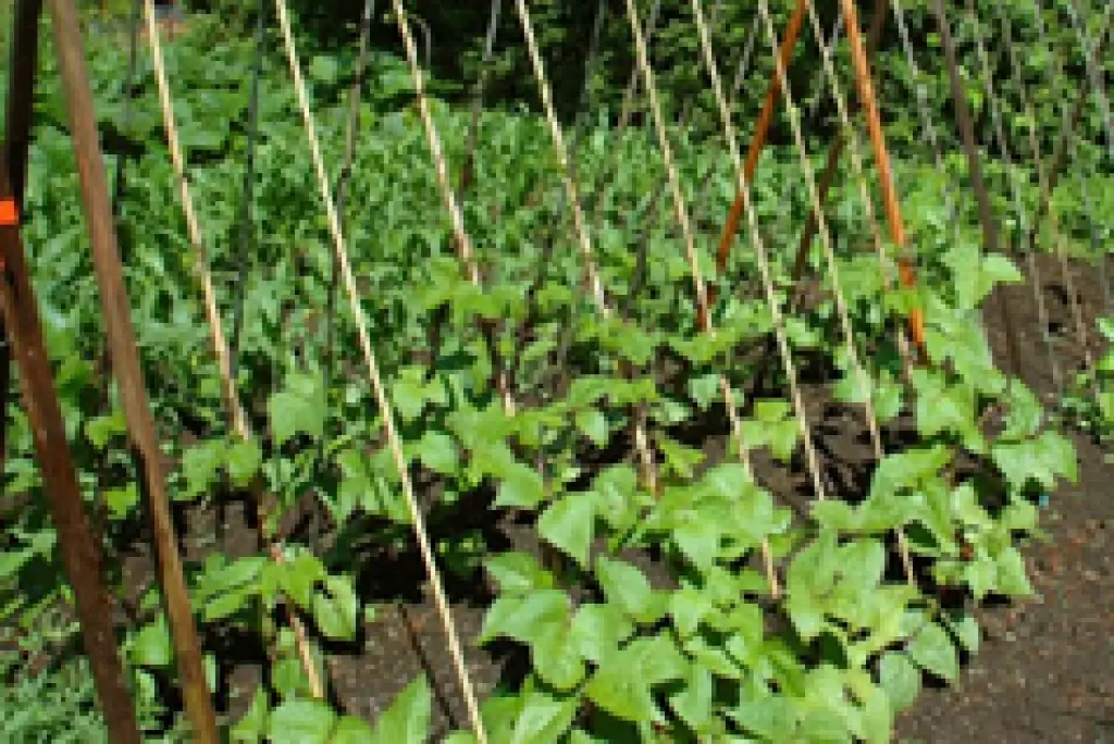 butter bean plant images