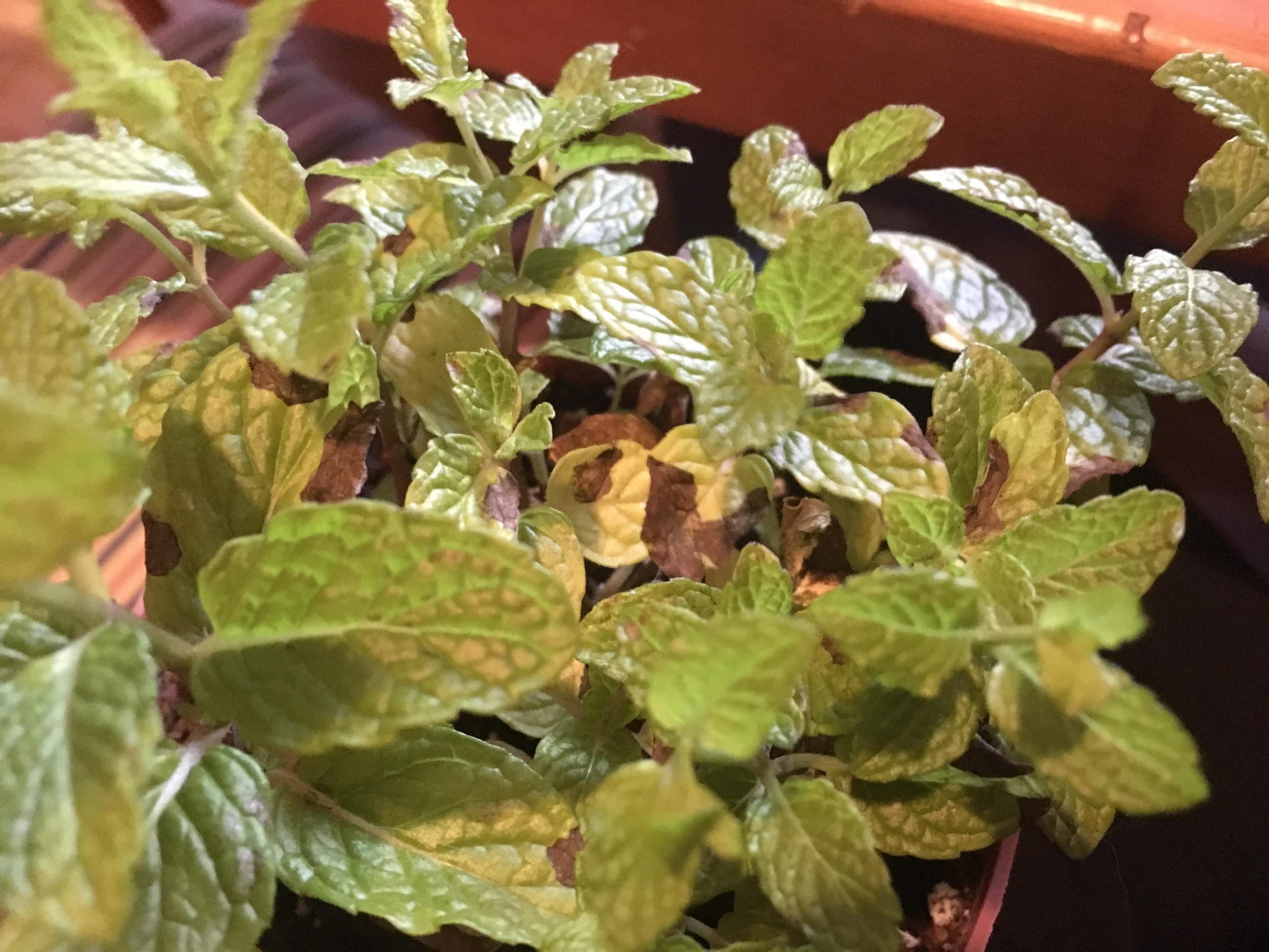 Mint plant brown leaves