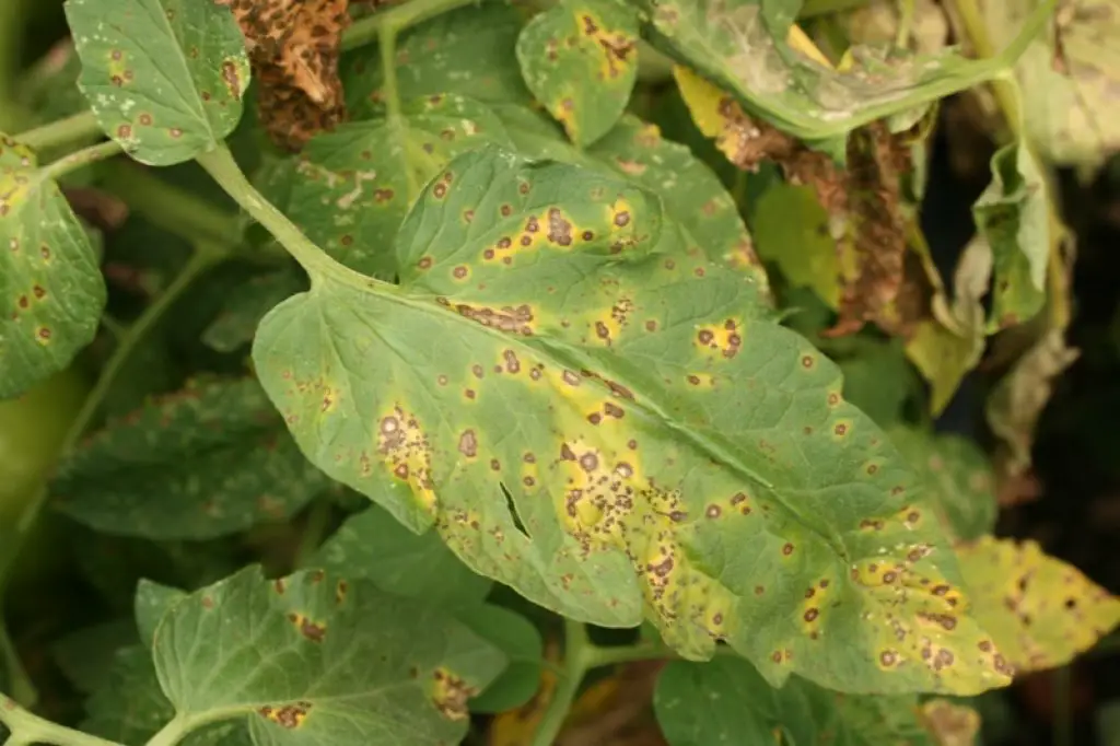 Septoria Leaf Spot