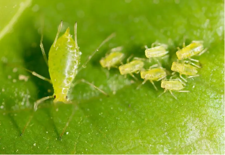 Tiny Black Bugs In Plant Soil- Everything You Need to Know