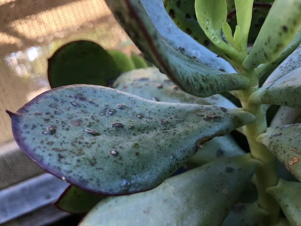 Black Spots on Succulents