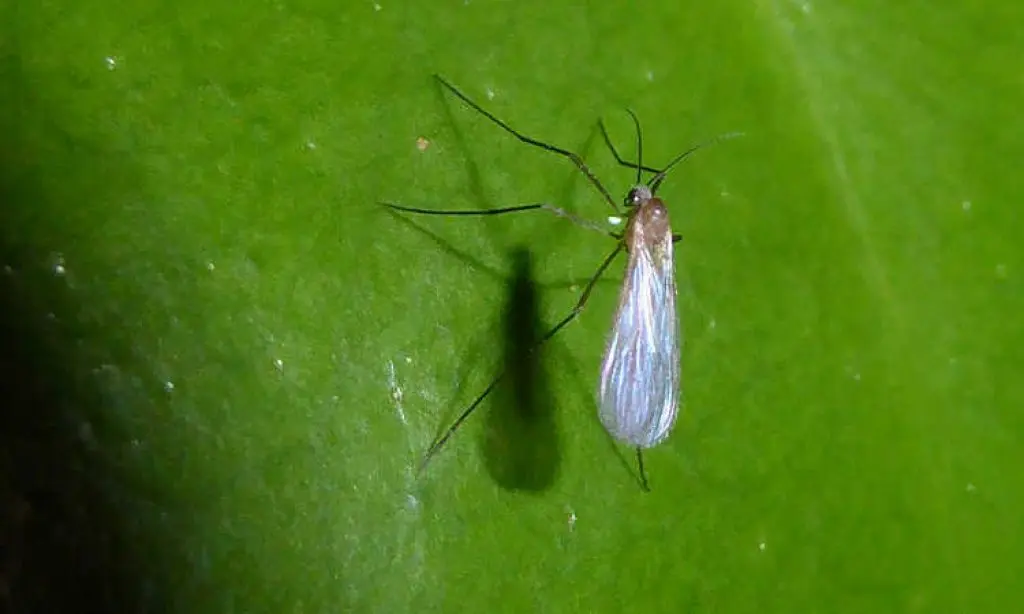 Fungus Gnats