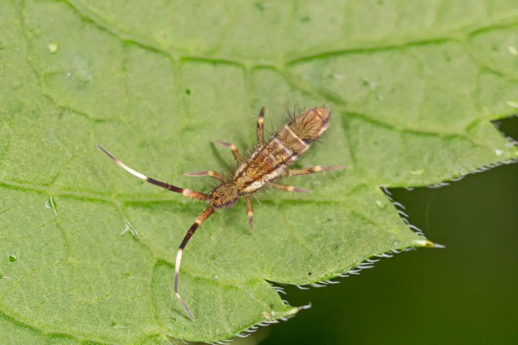 Springtails