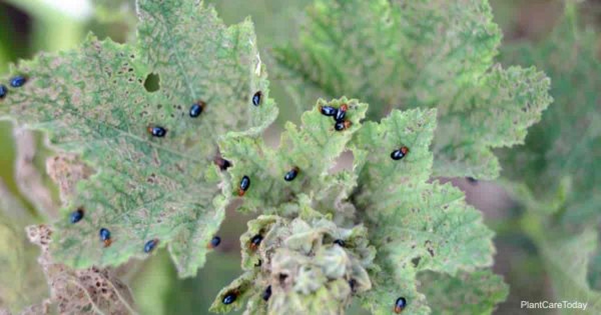 Little Black Bugs On Plants