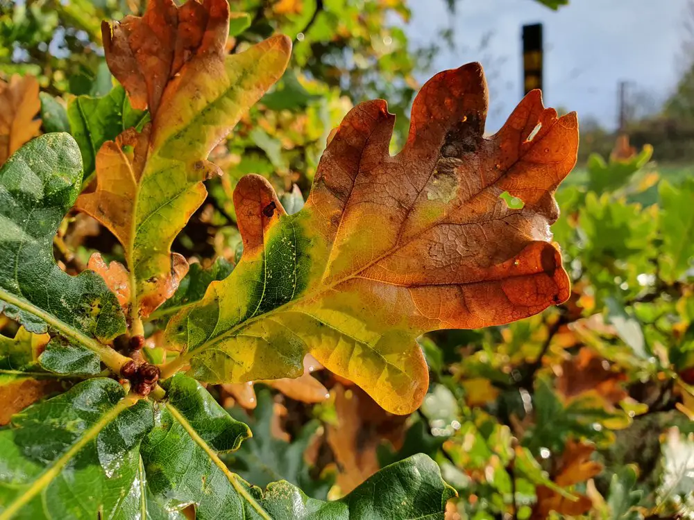 Plant Leaves Turning Brown and Curling up