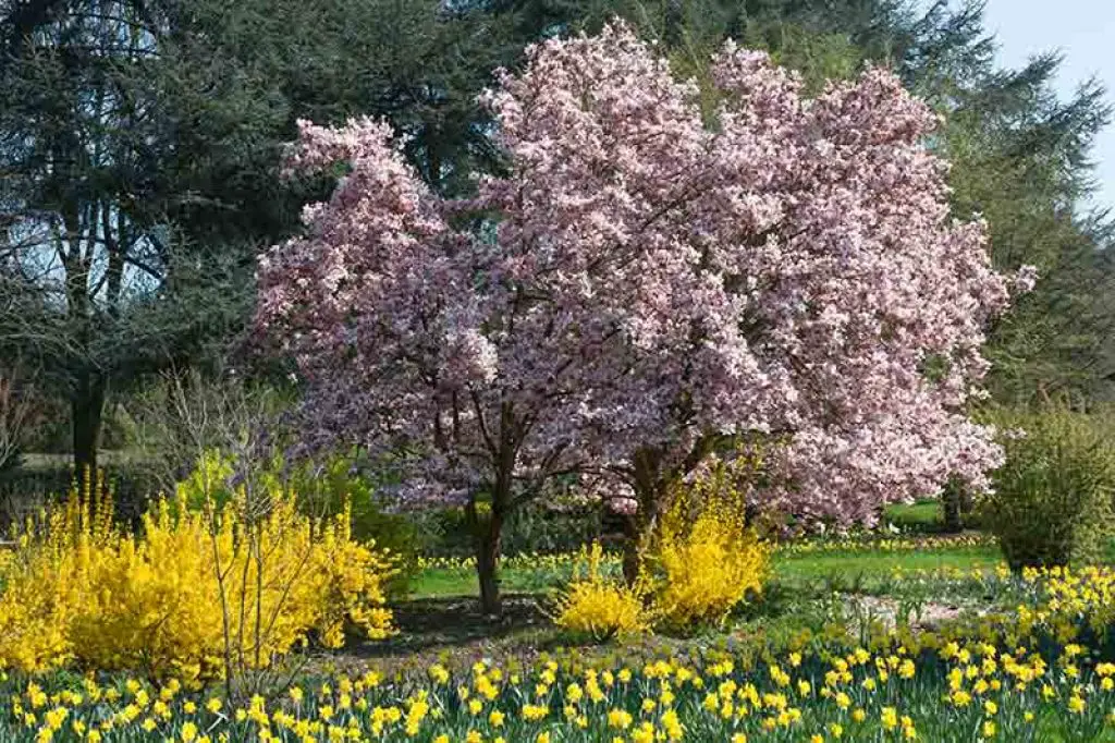 Magnolia Trees