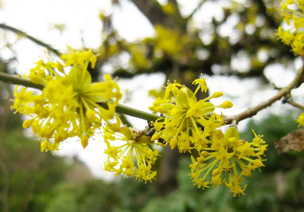 Matured Flower