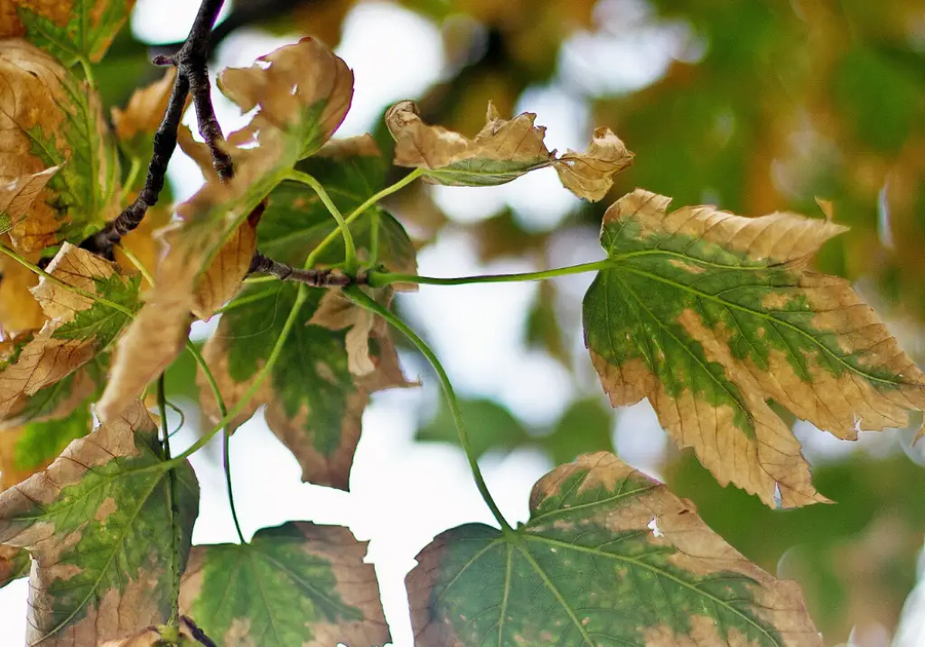 Brown Leaves Problem