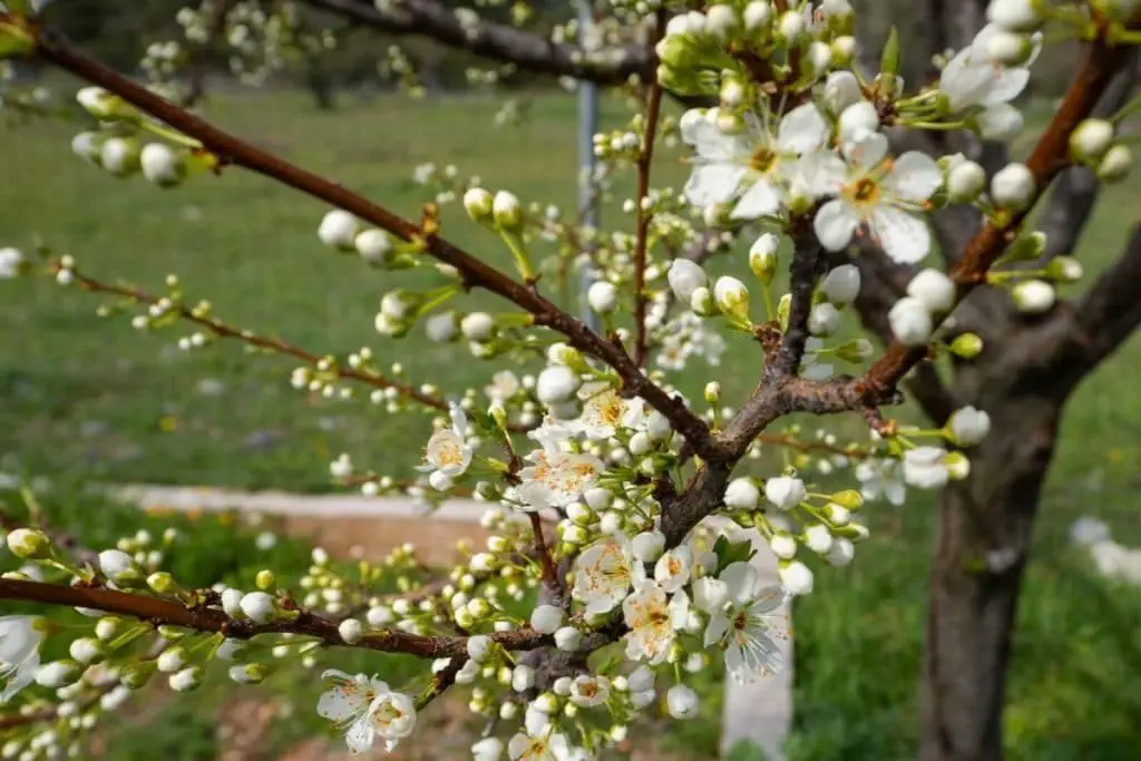 chinese-flowers