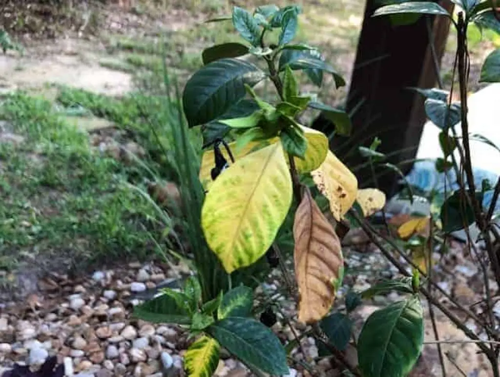 Over Watered Plant