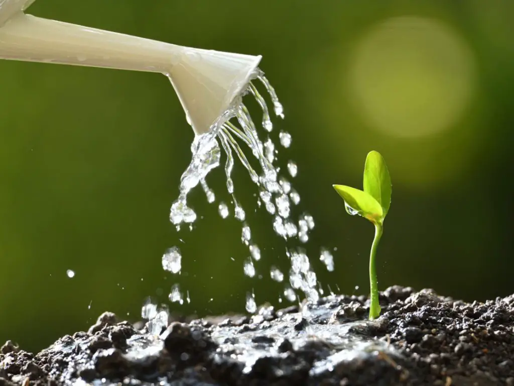 How to water Seedlings