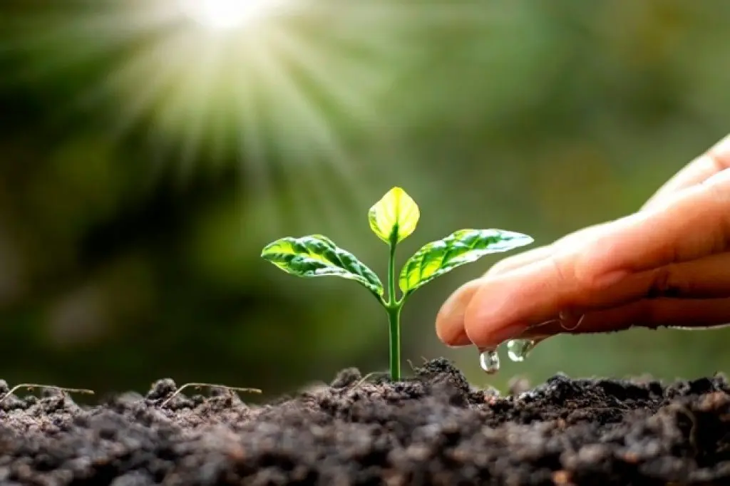 Watering to Seedling