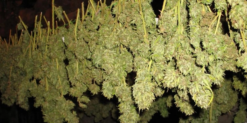 Drying Weed