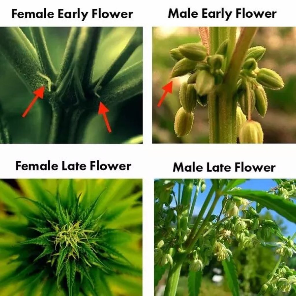 Early Signs Of Male Plant
