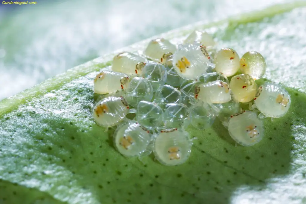 Egg of Spider Mites