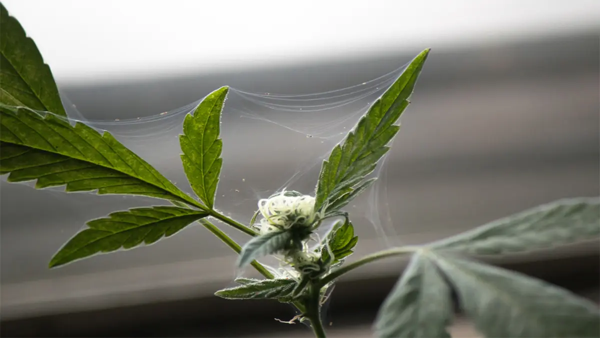 Spider Mites On Buds At The Time Of Harvest