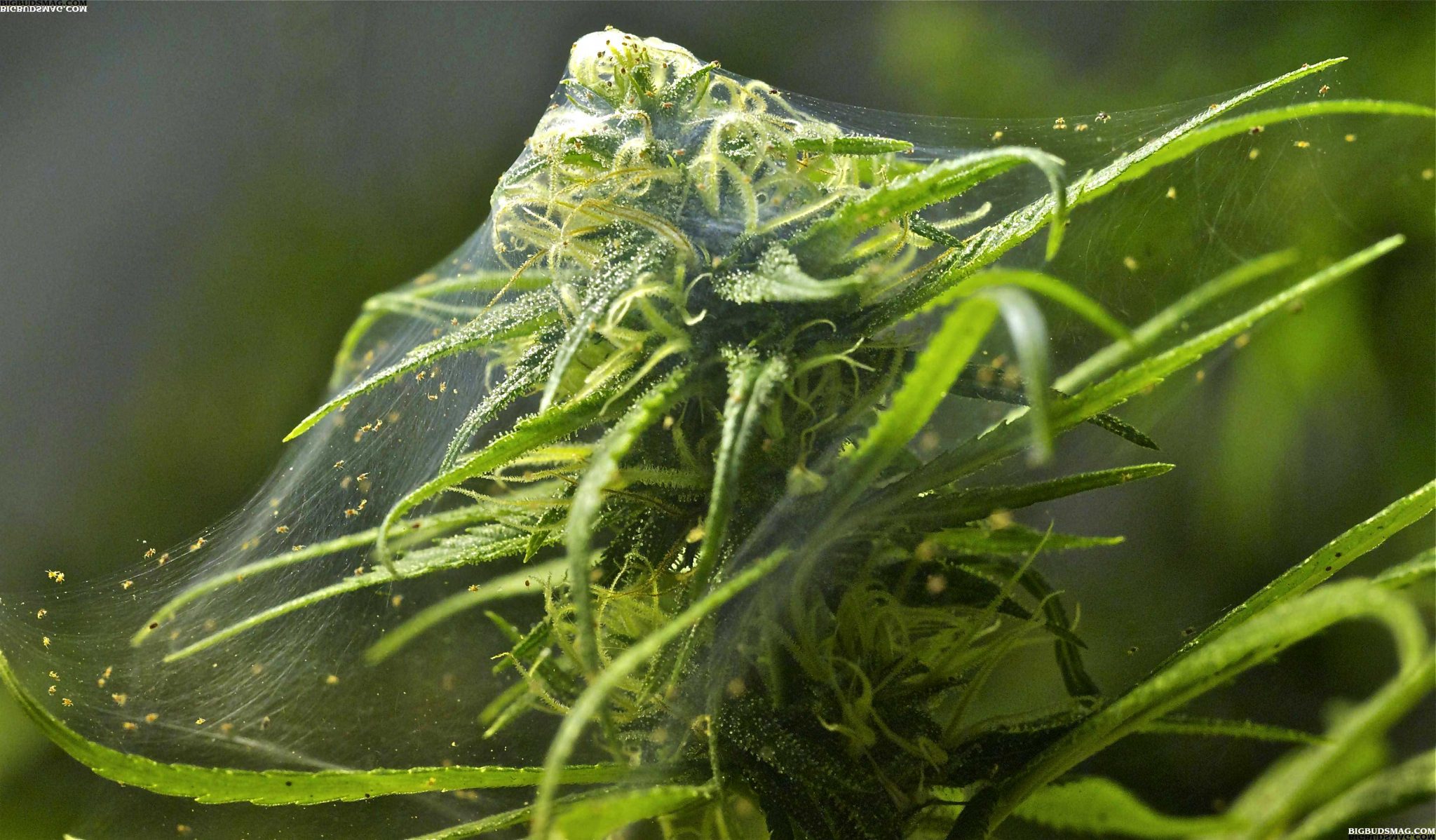 Spider Mites On Buds At The Time Of Harvest