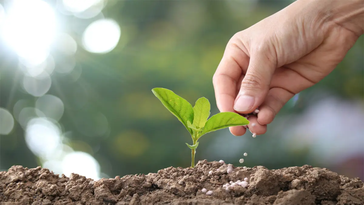 How Old Should Seedlings Be Before Using Nutrients