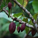 What are Coca Plant Seeds? The Best Guide for You!