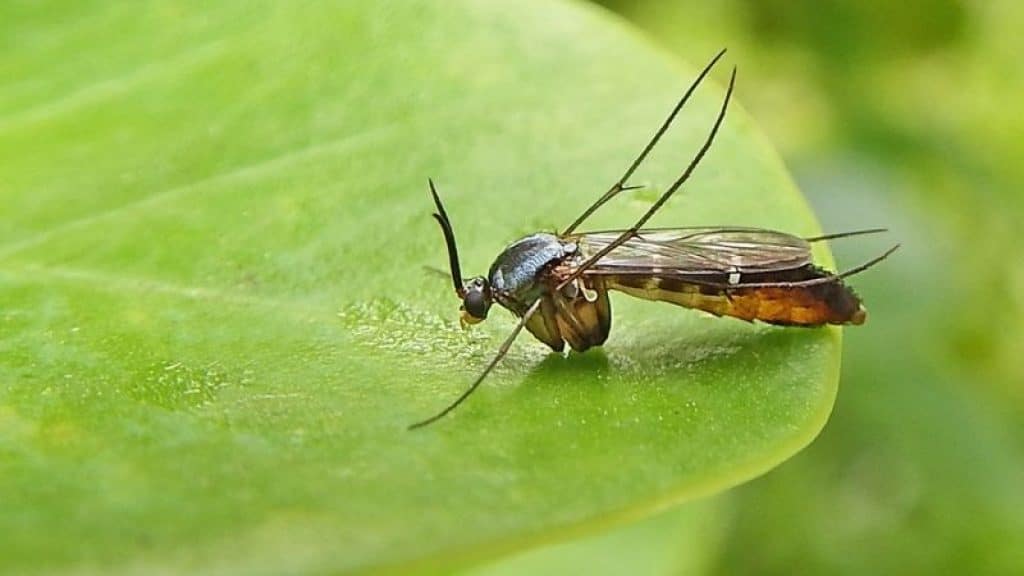 Hydrogen Peroxide for Fungus gnats