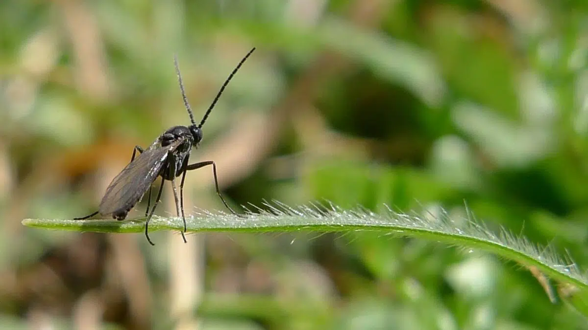 Hydrogen Peroxide for Fungus Gnats: Say Good Bye to flies