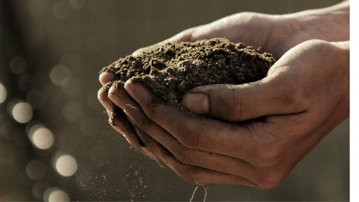 What is Vigoro Organic Garden Soil?