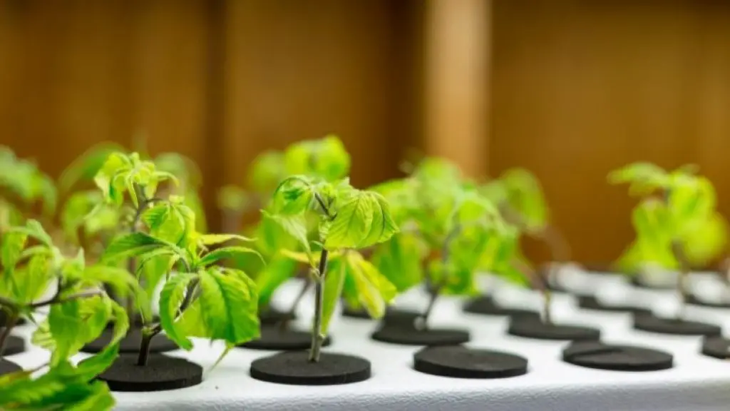 Plant cuttings' are placed for cloning.