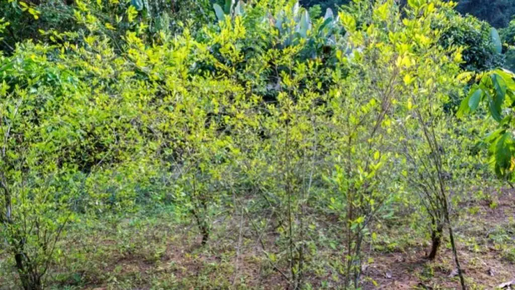 Plants grown from Coca Plant Seeds.