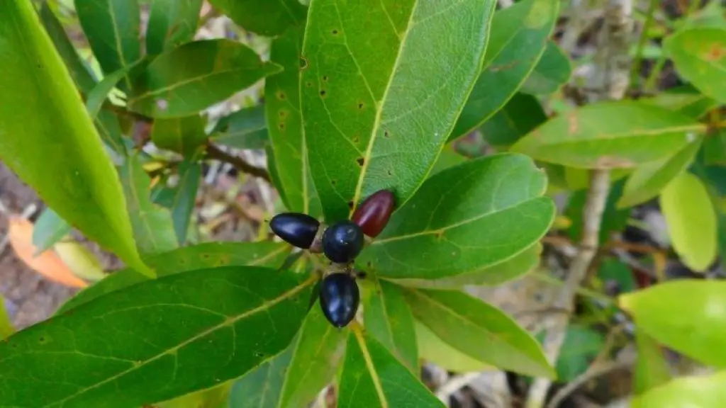 Coca Plant Seeds details.