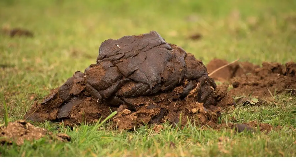 Mushroom Compost vs Cow Manure