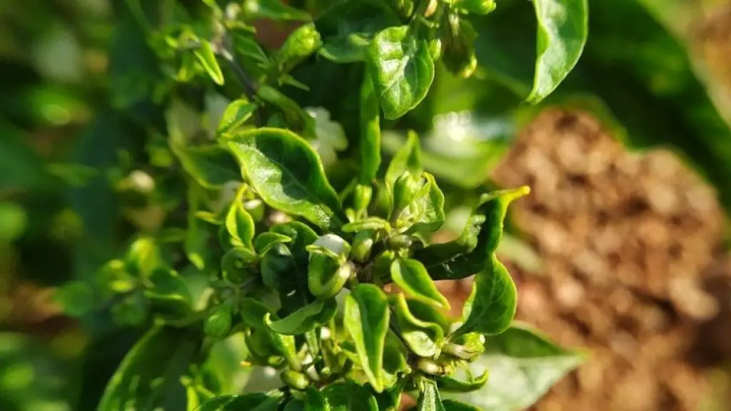 See Leaves curling upwards.