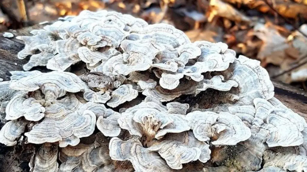 Mycelium and fungus effect.