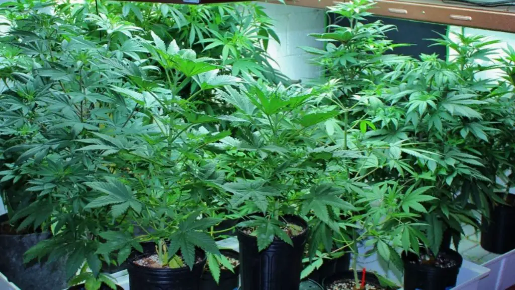 Know How To Clone Plants And What Is The Best Cloning Method