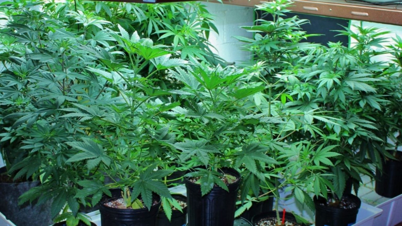 Know How to Clone Plants and what is the Best Cloning Method