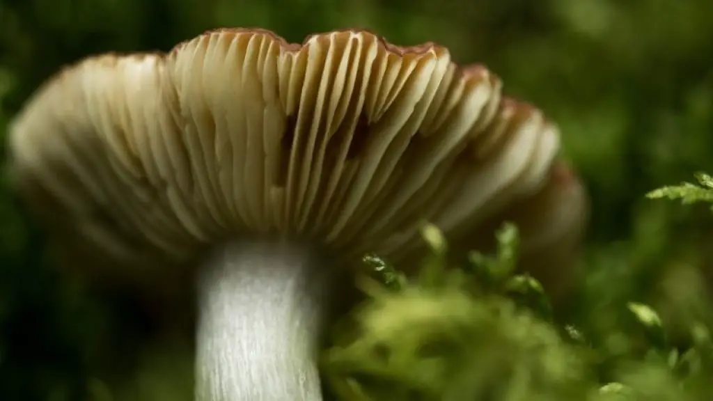 Mycelium Piss in Mushroom Cultivation.