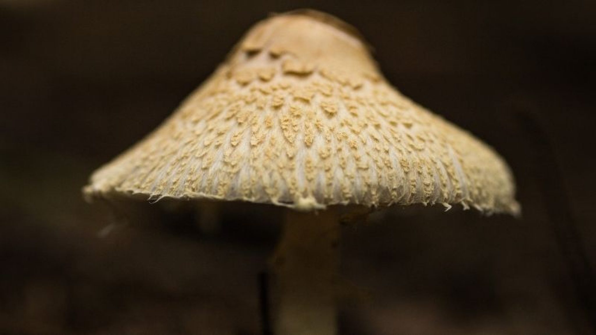 What is Mycelium Piss? Know the Secrets of Mushroom Growing