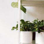 Know Plant Height to Pot Size Ratio Now | Do Smart Gardening