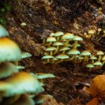 How Much do Shrooms Sell For? Psilocybin Mushrooms Guide