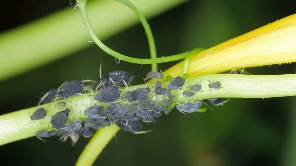 Tiny black bugs on plants outside
