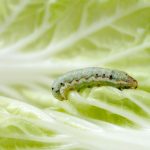 How to get rid of Cabbage Worm? Read 5 Easy Ways