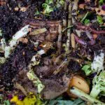 Cupertino Free Compost: Read All the Details Here!